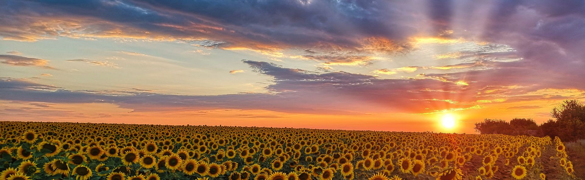 Bild: Sonnenuntergang