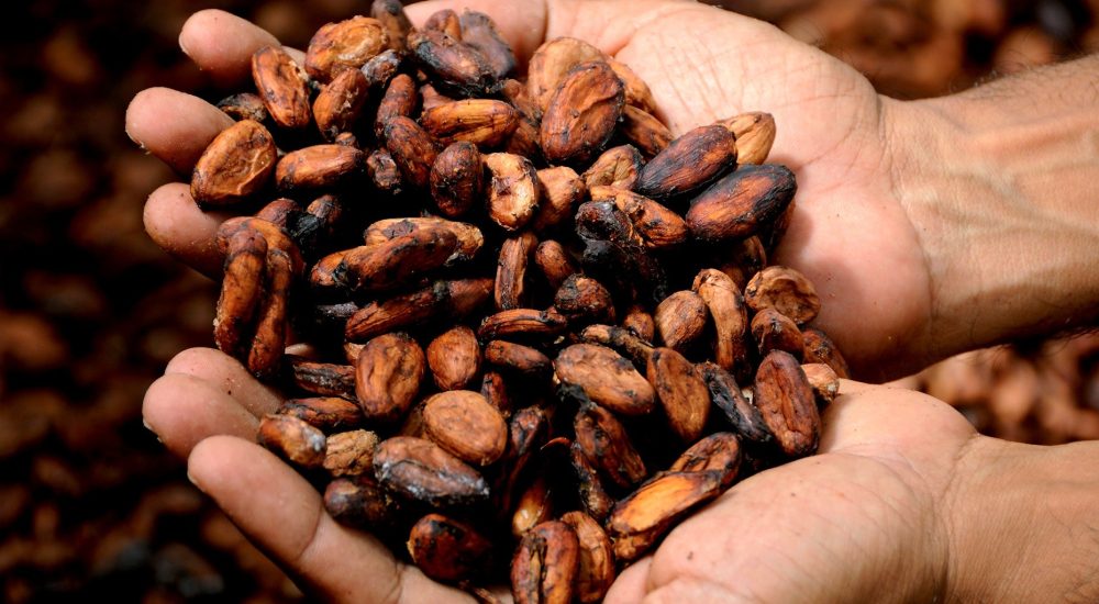 Bild: 2 Hände halten rohe, braune Kakaobohnen.