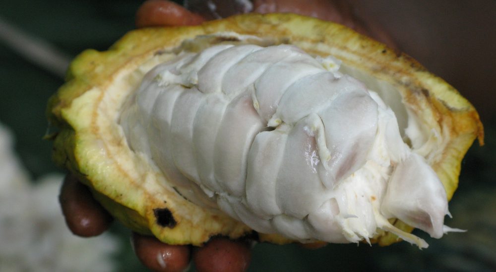 Bild: rohes Kakaobohne mit weissem Fleisch